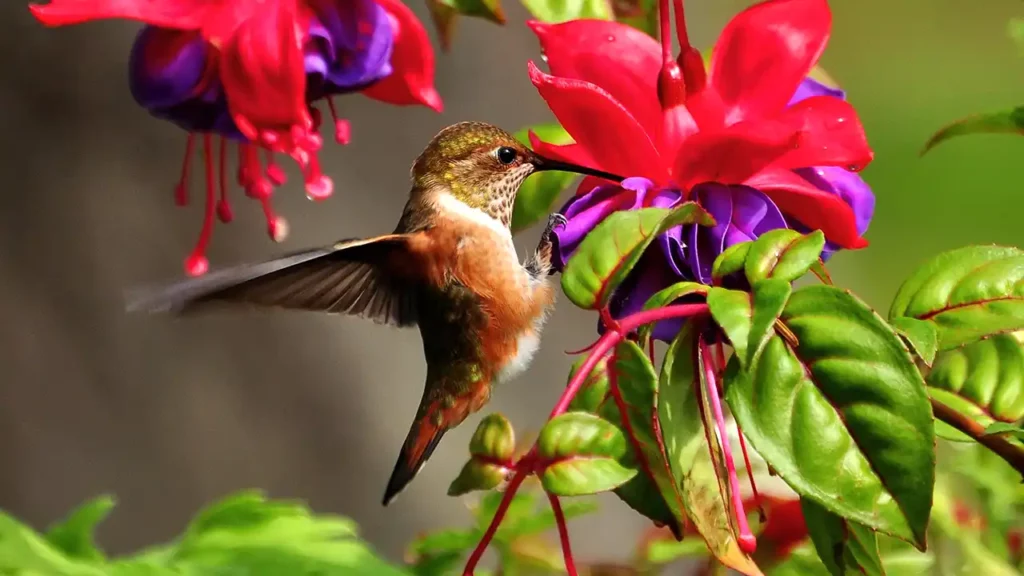 Photo montrant un colibri en vol et en train de butiner une fleur de couleur rouge